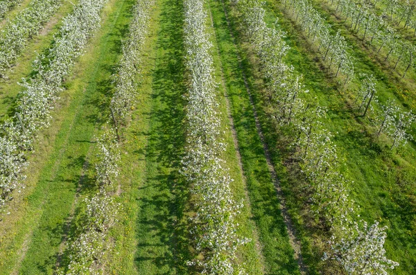 Bloeiende appelboomgaard — Stockfoto