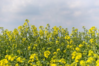 Kolza alan Görünümü Kapat
