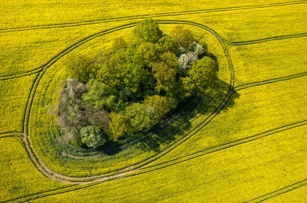 Raapzaad veld — Stockfoto