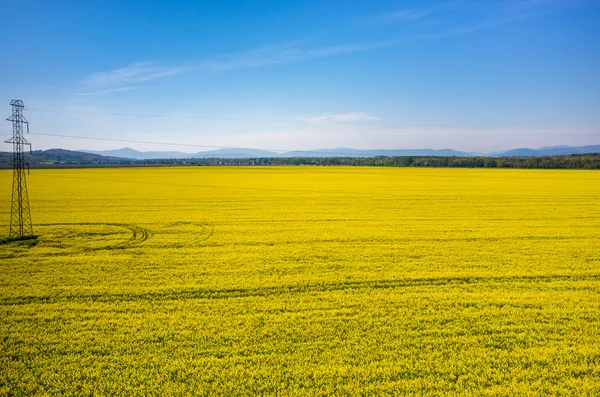 Raps fält — Stockfoto