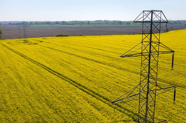 Powerlines on colza field — Stock Photo, Image