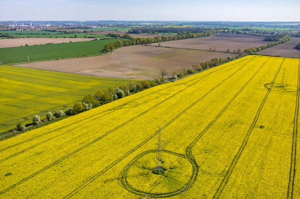 Kolza alanında powerlines — Stok fotoğraf