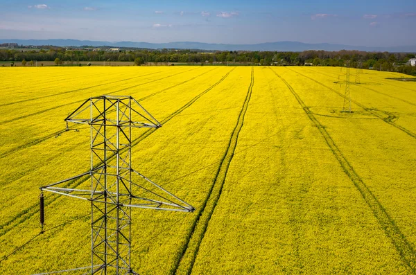 Powerlines on colza field — Stock Photo, Image