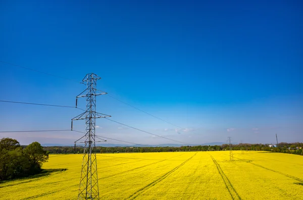 Rozvody elektrické energie na poli řepky — Stock fotografie