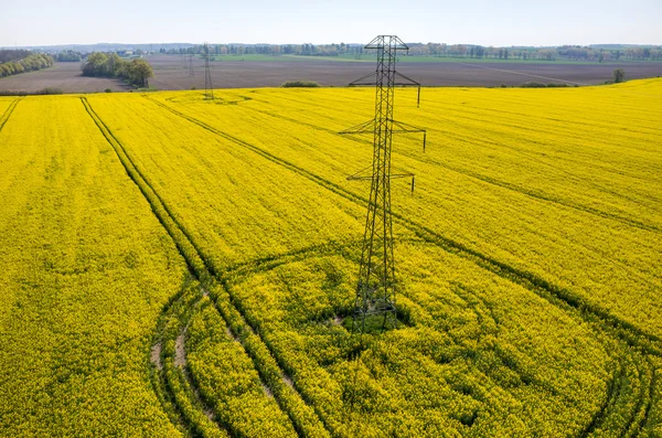 Kraftledningar på raps fält — Stockfoto