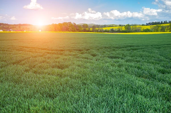 Sunset above wheat field — Stock Photo, Image