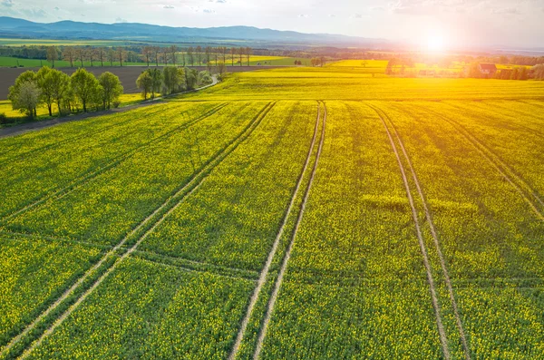 Sunset above colza field — Stock Photo, Image