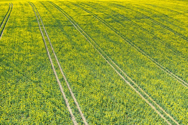 Raapzaad veld — Stockfoto