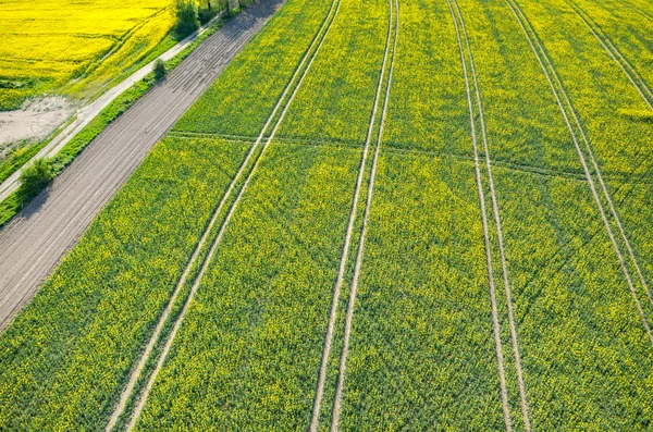 Raapzaad veld — Stockfoto