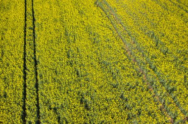 Kolza alan Görünümü Kapat