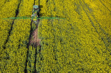 Tractor spraying on the rape field