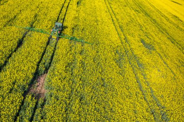 Tractor spraying on the rape field