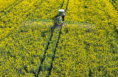 Tractor spraying on the rape field
