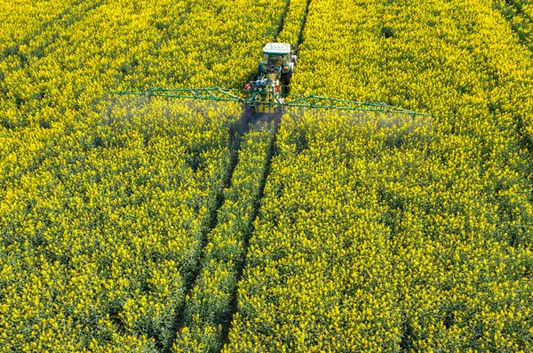 Tractor spraying on the rape field