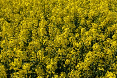Kolza alan Görünümü Kapat