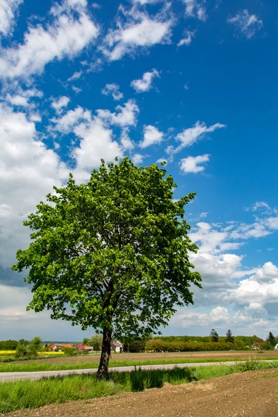 View on the tree — Stok fotoğraf