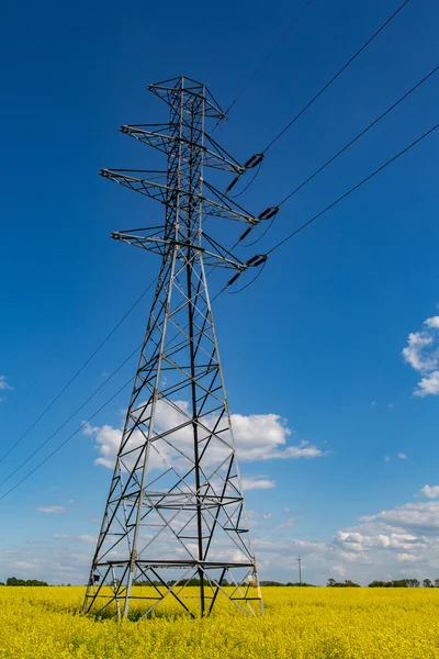 Rozvody elektrické energie na poli řepky — Stock fotografie