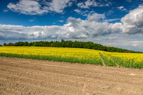 Yellow colza field — Stock Photo, Image