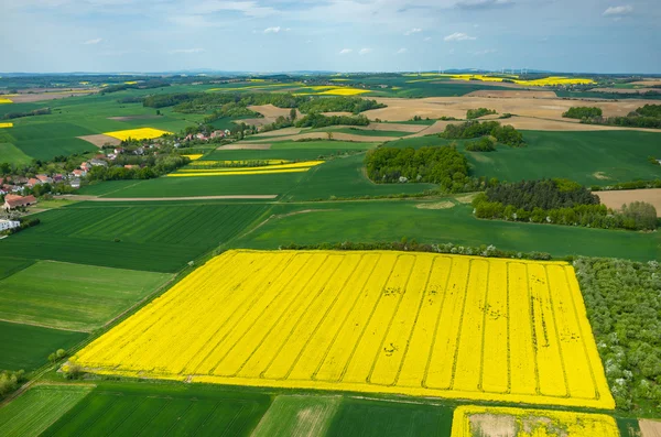 Campo di Colza — Foto Stock