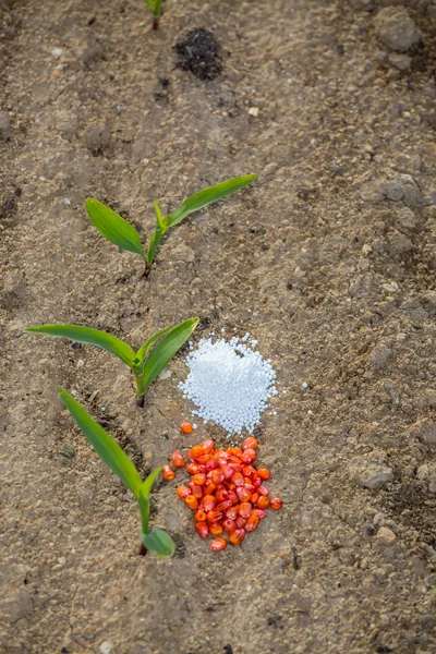 Milho jovem e sementes e fertilizantes — Fotografia de Stock