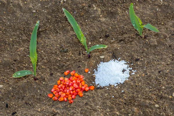 Jagung muda dan biji-bijian dan pupuk — Stok Foto