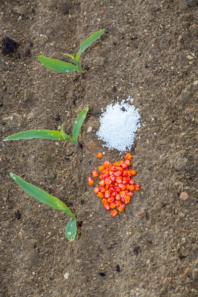 Granoturco giovane, sementi e fertilizzanti — Foto Stock