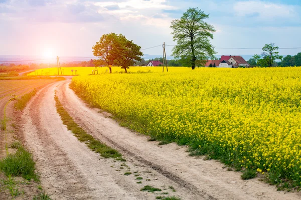 Zonsondergang boven raapzaad veld — Stockfoto