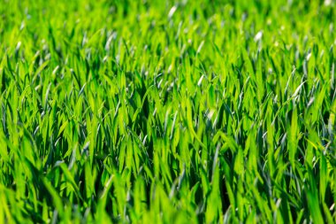 Genç buğday alanı