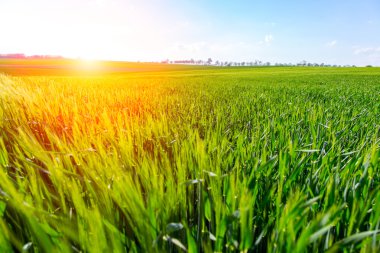 Genç buğday alanının üstündeki günbatımı