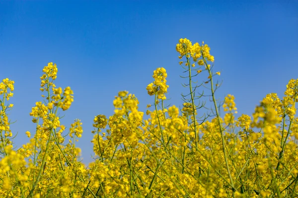 Flores de colza — Fotografia de Stock