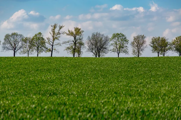 Jonge tarwe grote weergave — Stockfoto