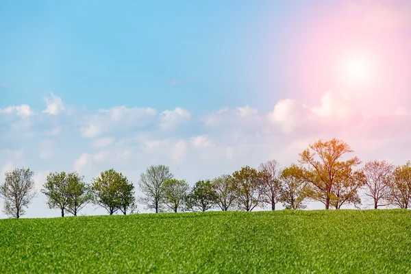 Sonnenuntergang über dem jungen Weizenfeld — Stockfoto