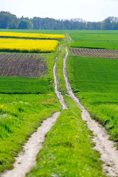 Дорога между полями — стоковое фото