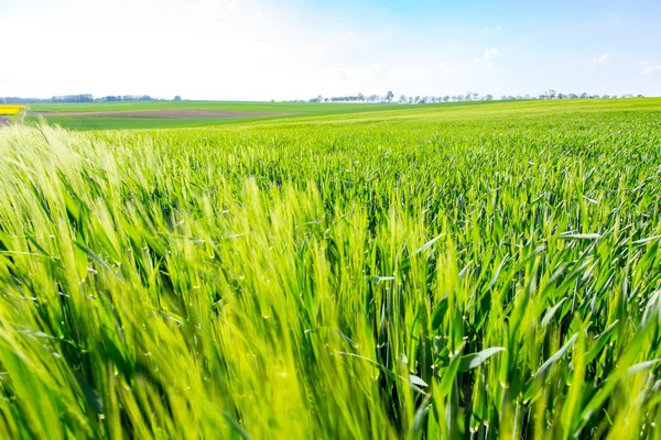 若い小麦拡大 — ストック写真