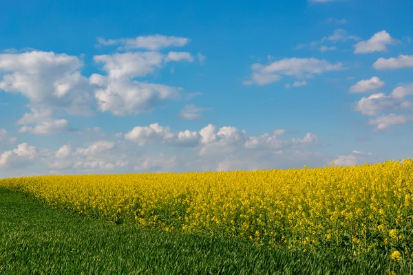 Colza field — Stock Photo, Image