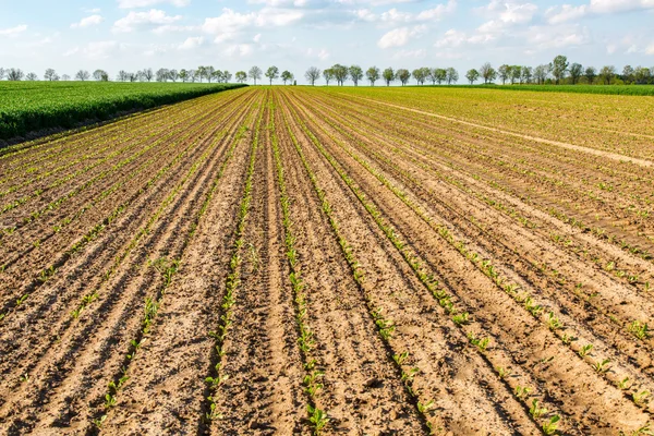 Campo di mais giovane — Foto Stock