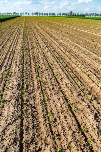 Campo di mais giovane — Foto Stock