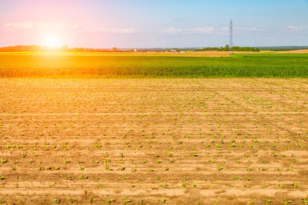 Pôr do sol acima do campo de milho jovem — Fotografia de Stock