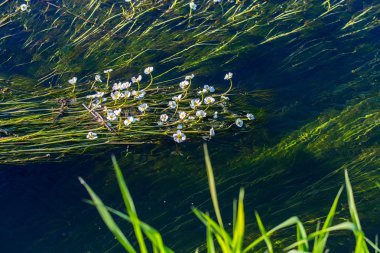 Sualtı bitkinin çiçek
