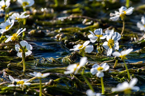 Flores da planta subaquática — Fotografia de Stock