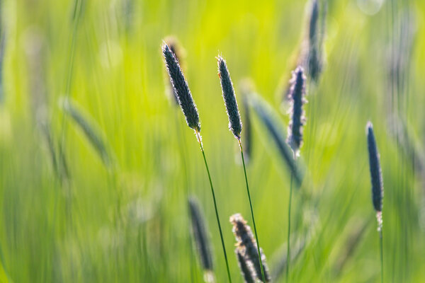 Grass close view