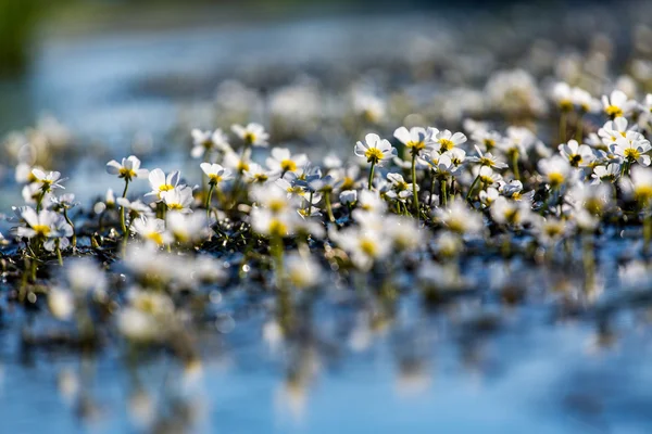 Flores da planta subaquática — Fotografia de Stock