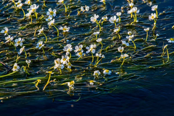 Flores da planta subaquática — Fotografia de Stock