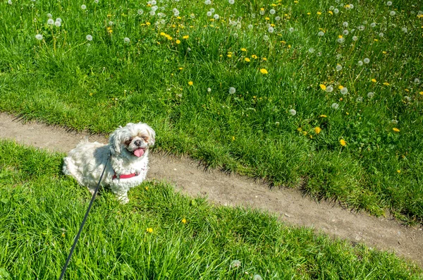 Perro pequeño — Foto de Stock