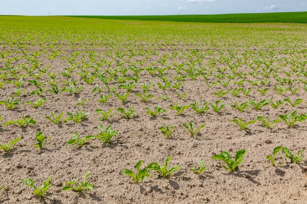 Campo de remolacha joven — Foto de Stock