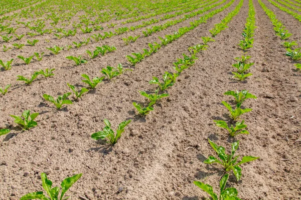 Campo di barbabietole giovani — Foto Stock