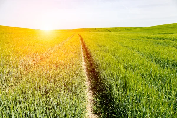 Sonnenuntergang über dem Gerstenfeld — Stockfoto