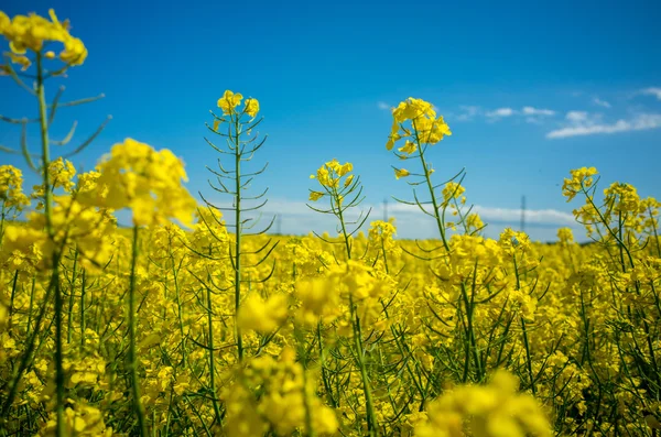 Campo de colza vista próxima — Fotografia de Stock