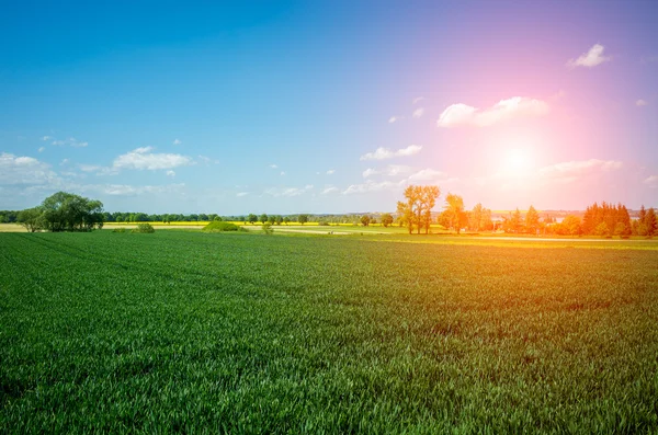 Buğday alanının üstündeki günbatımı — Stok fotoğraf