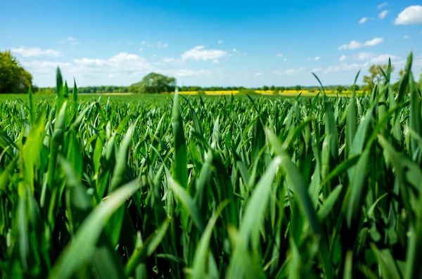 Vetefält — Stockfoto